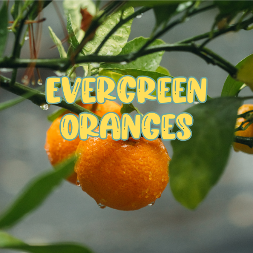 Evergreen Oranges