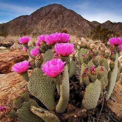 Baja Cactus Type